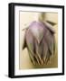 An Artichoke-Eising Studio - Food Photo and Video-Framed Photographic Print