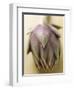 An Artichoke-Eising Studio - Food Photo and Video-Framed Photographic Print