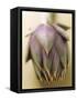 An Artichoke-Eising Studio - Food Photo and Video-Framed Stretched Canvas