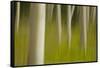 An artistic blur image of aspen trees.-Brenda Tharp-Framed Stretched Canvas