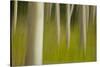 An artistic blur image of aspen trees.-Brenda Tharp-Stretched Canvas