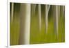 An artistic blur image of aspen trees.-Brenda Tharp-Framed Photographic Print