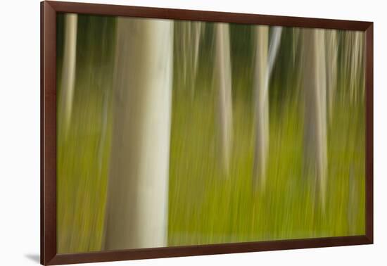 An artistic blur image of aspen trees.-Brenda Tharp-Framed Photographic Print