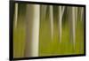 An artistic blur image of aspen trees.-Brenda Tharp-Framed Photographic Print