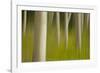 An artistic blur image of aspen trees.-Brenda Tharp-Framed Photographic Print