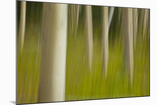 An artistic blur image of aspen trees.-Brenda Tharp-Mounted Photographic Print