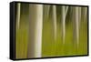 An artistic blur image of aspen trees.-Brenda Tharp-Framed Stretched Canvas