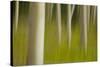 An artistic blur image of aspen trees.-Brenda Tharp-Stretched Canvas