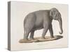 An Asian Elephant-null-Stretched Canvas