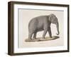 An Asian Elephant-null-Framed Giclee Print