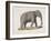 An Asian Elephant-null-Framed Giclee Print