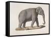 An Asian Elephant-null-Framed Stretched Canvas