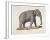 An Asian Elephant-null-Framed Giclee Print