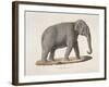 An Asian Elephant-null-Framed Giclee Print