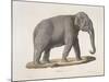 An Asian Elephant-null-Mounted Giclee Print