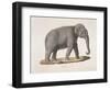 An Asian Elephant-null-Framed Giclee Print