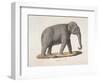 An Asian Elephant-null-Framed Giclee Print