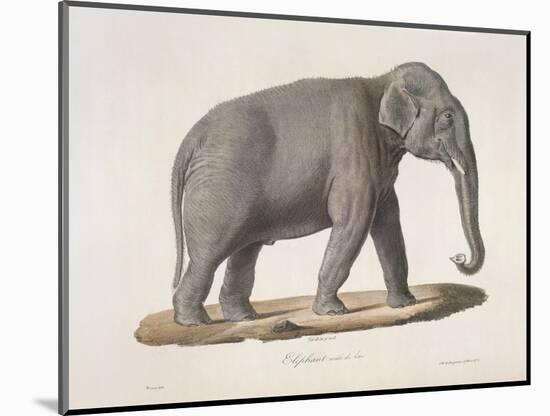 An Asian Elephant-null-Mounted Giclee Print