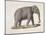 An Asian Elephant-null-Mounted Giclee Print