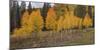 An Aspen Autumn-Bill Sherrell-Mounted Photographic Print