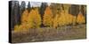 An Aspen Autumn-Bill Sherrell-Stretched Canvas