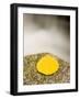 An aspen leaf next to a stream in a Forest in Grafton, New Hampshire, USA-Jerry & Marcy Monkman-Framed Photographic Print