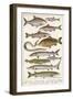 An Assortment of Fish-null-Framed Photographic Print