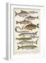 An Assortment of Fish-null-Framed Photographic Print