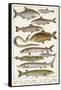 An Assortment of Fish-null-Framed Stretched Canvas