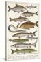 An Assortment of Fish-null-Stretched Canvas