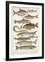 An Assortment of Fish-null-Framed Photographic Print