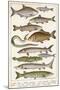 An Assortment of Fish-null-Mounted Photographic Print