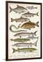 An Assortment of Fish-null-Framed Photographic Print