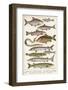 An Assortment of Fish-null-Framed Photographic Print