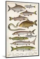 An Assortment of Fish-null-Mounted Photographic Print