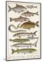 An Assortment of Fish-null-Mounted Photographic Print