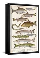 An Assortment of Fish-null-Framed Stretched Canvas