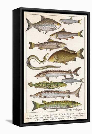 An Assortment of Fish-null-Framed Stretched Canvas