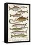 An Assortment of Fish-null-Framed Stretched Canvas