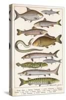 An Assortment of Fish-null-Stretched Canvas