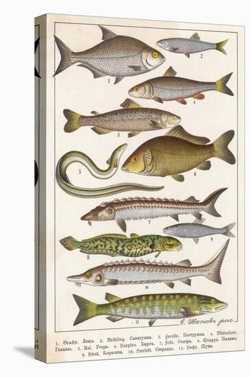 An Assortment of Fish-null-Stretched Canvas