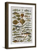 An Assortment of Fish-null-Framed Photographic Print