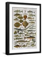 An Assortment of Fish-null-Framed Photographic Print