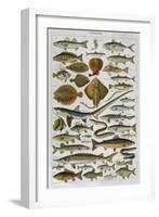 An Assortment of Fish-null-Framed Photographic Print