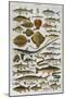 An Assortment of Fish-null-Mounted Photographic Print