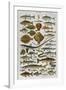 An Assortment of Fish-null-Framed Photographic Print