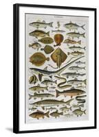 An Assortment of Fish-null-Framed Photographic Print