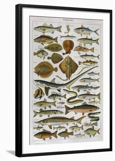 An Assortment of Fish-null-Framed Photographic Print