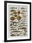 An Assortment of Fish-null-Framed Photographic Print