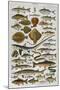 An Assortment of Fish-null-Mounted Photographic Print